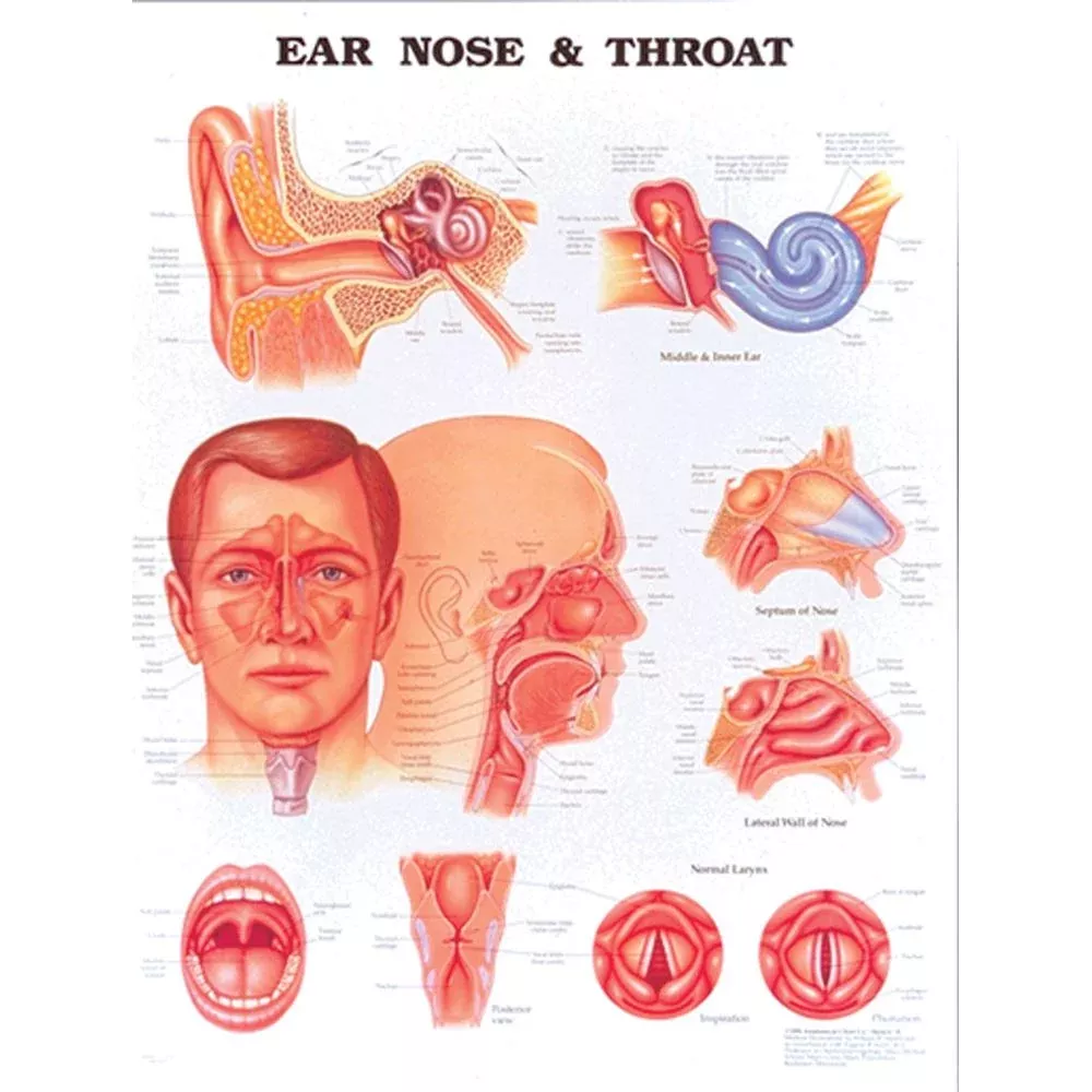 Alimed Anatomical Chart: Ear, Nose & Throat Ear, Nose and Throat Chart - 70061