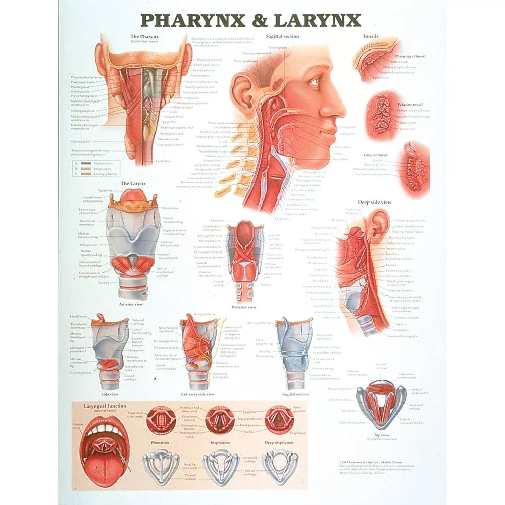 Alimed Anatomical Chart: Pharynx and Larynx Pharynx and Larynx Chart - 73841