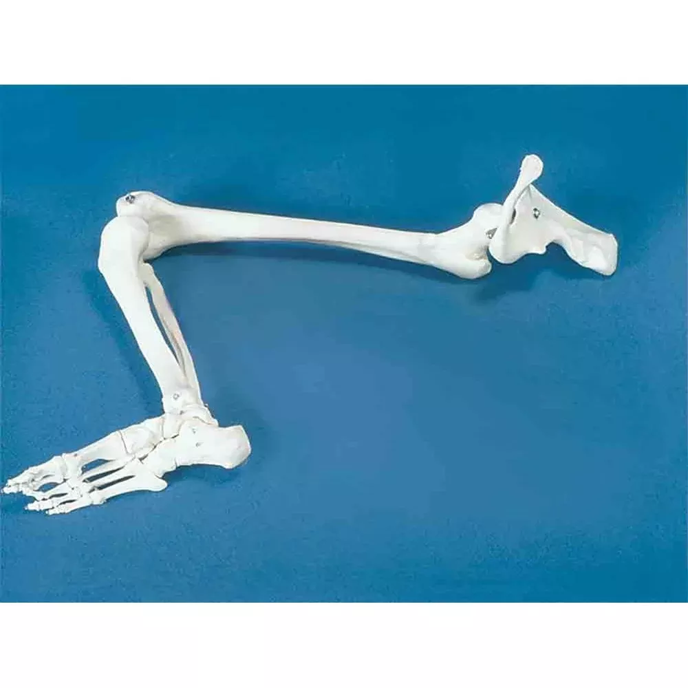 Alimed Anatomical Full Arm Model and Leg Skeleton Leg Skeleton Model - 7581