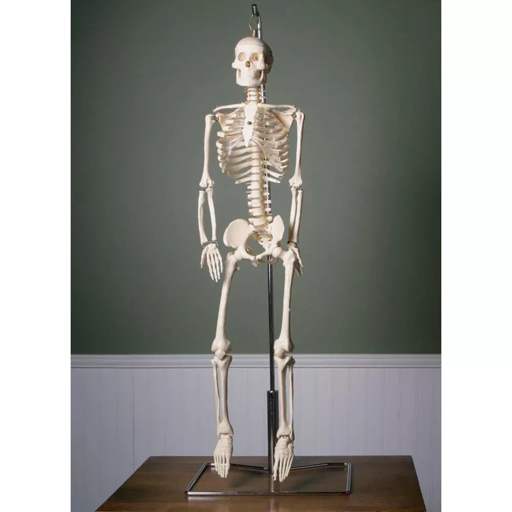 Alimed Anatomical Model, Flexible Skeleton with Spinal Nerves Flexible Skeleton with Spinal Nerves Model - 71274