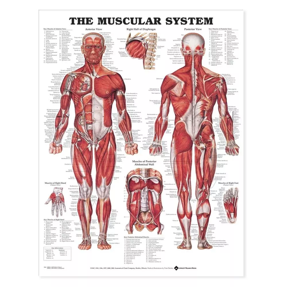 Alimed Anatomical Wall Charts Understanding Arthritis Chart - 73453