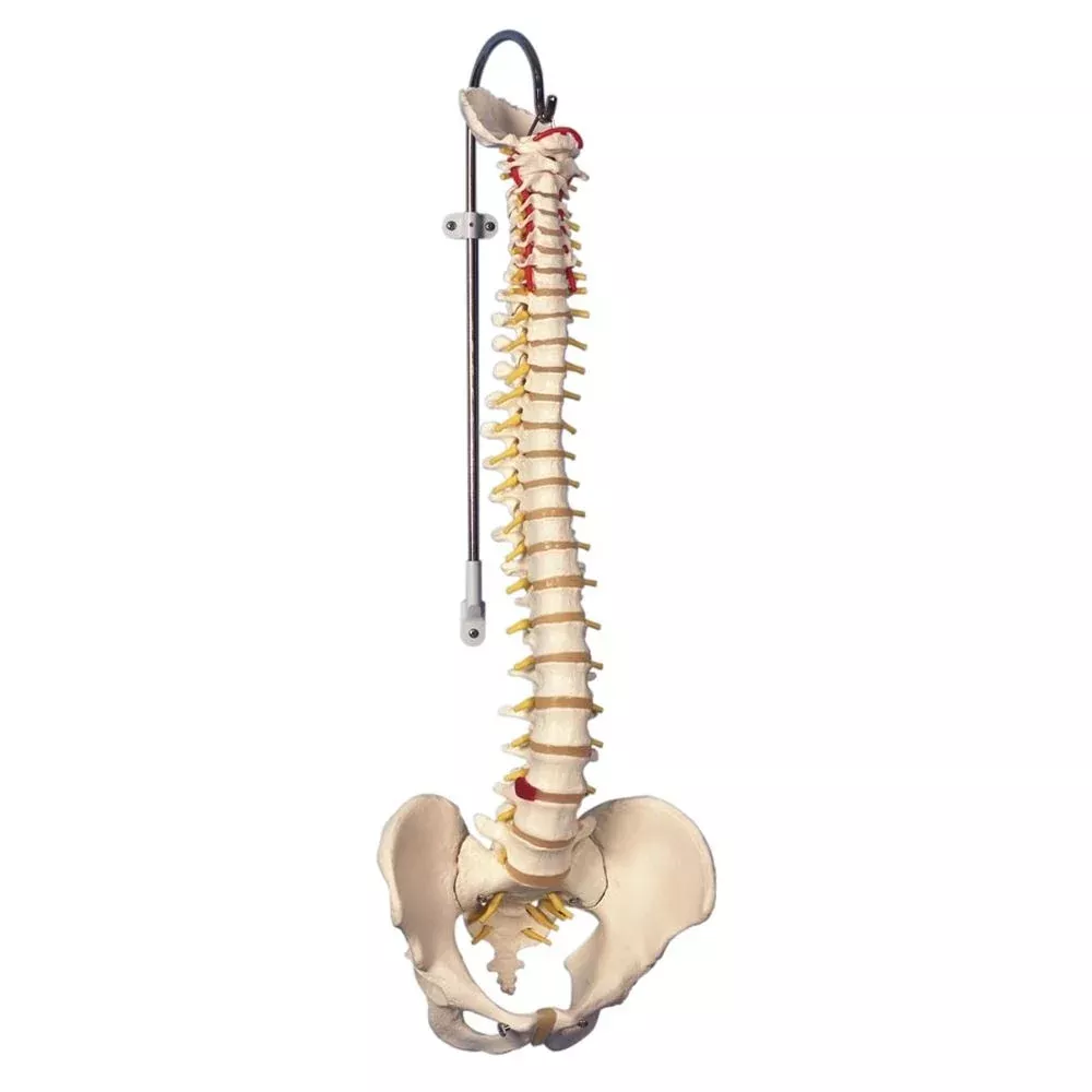Alimed Flexible Spinal Column Hanging Stand - 79365