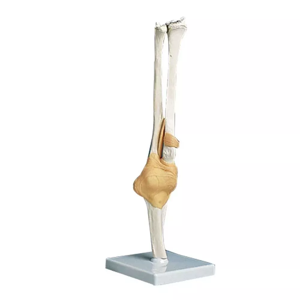 Alimed Functional Elbow Joint Anatomical Model Functional Elbow Joint Model - 73889