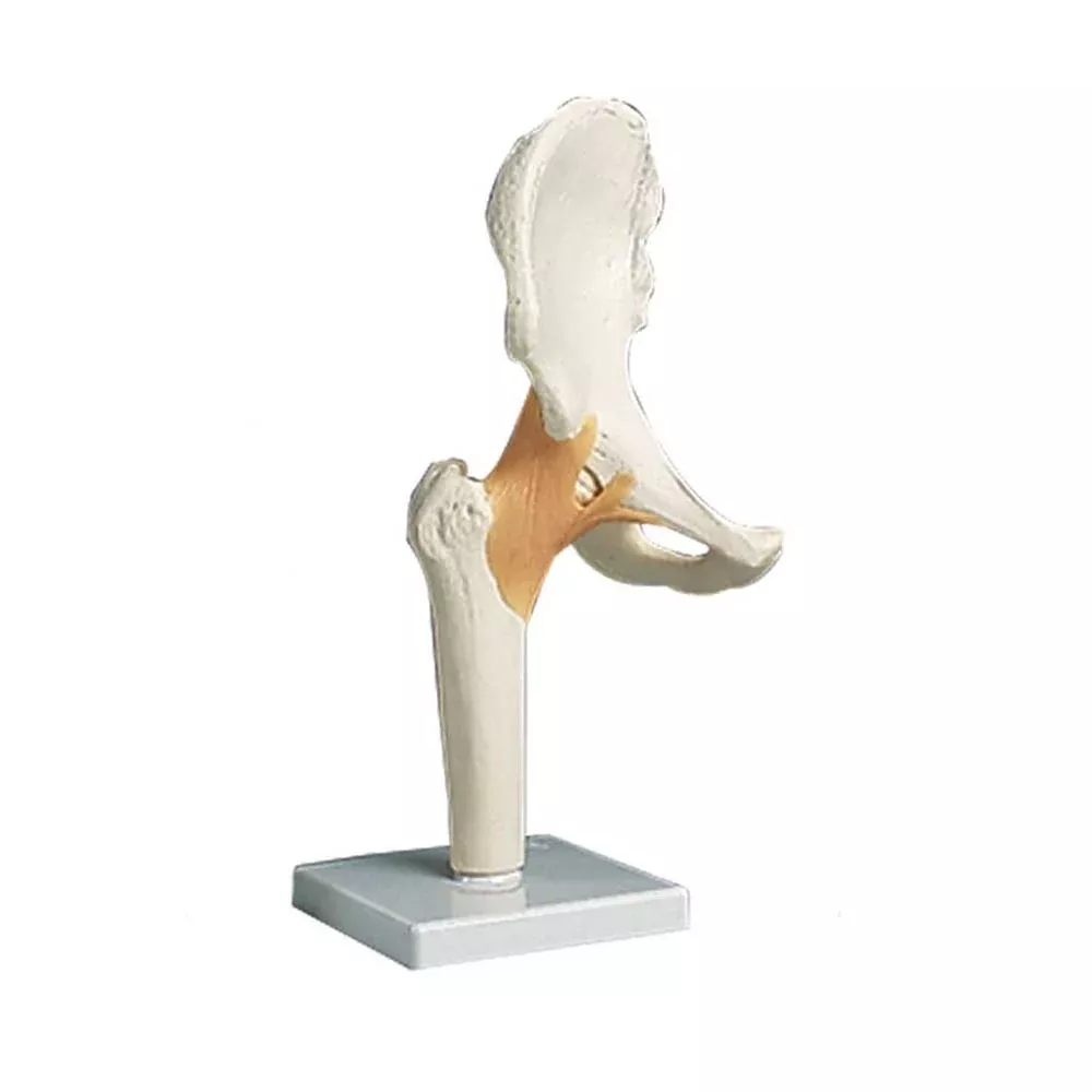 Alimed Functional Hip Joint Anatomical Model Functional Hip Joint Model - 73887