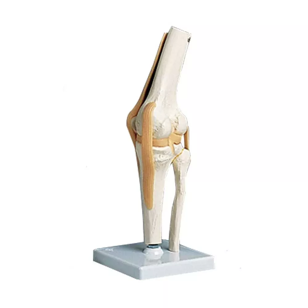 Alimed Functional Knee Joint Anatomical Model Functional Knee Joint Model - 73888