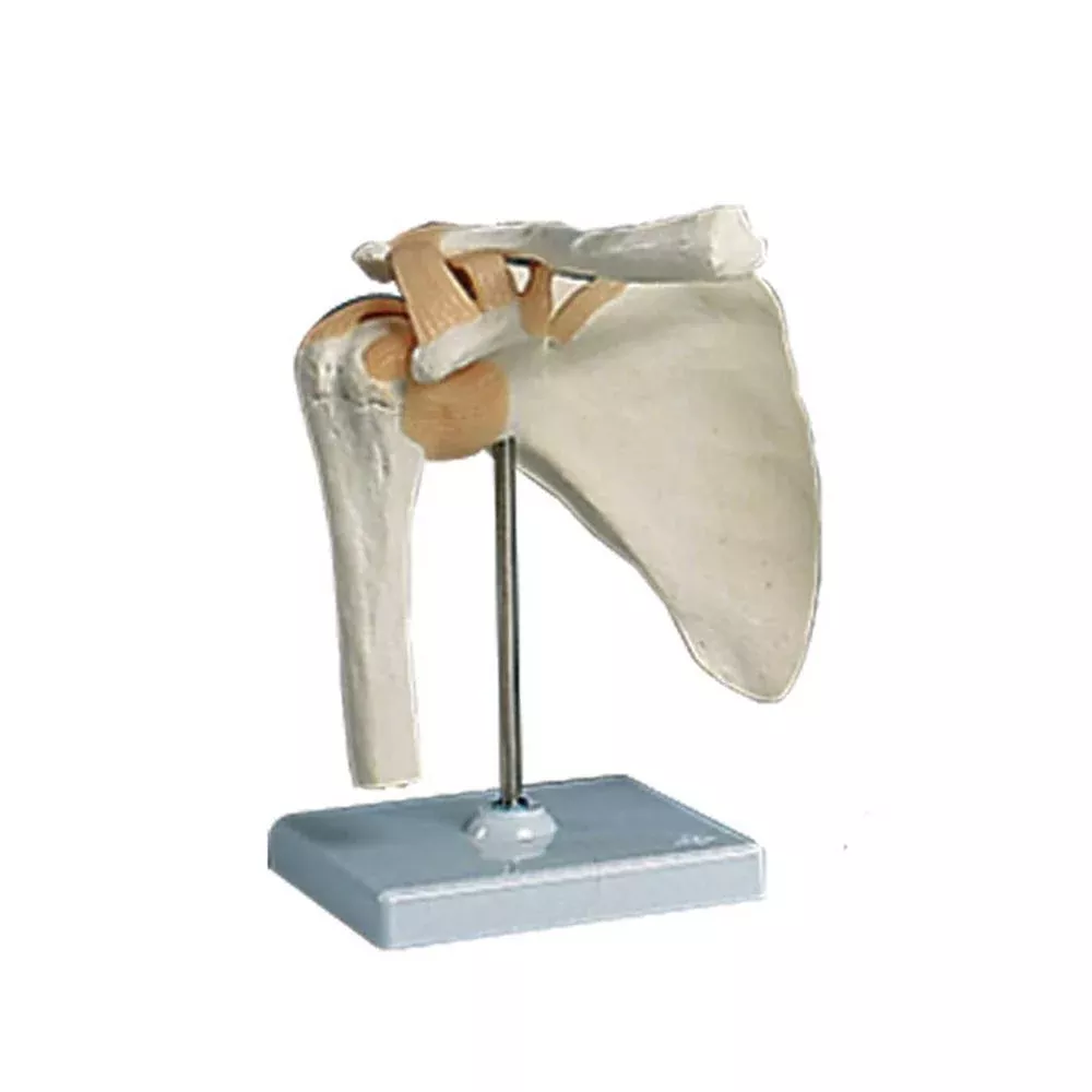 Alimed Functional Shoulder Joint Anatomical Model Shoulder Joint Model - 73886