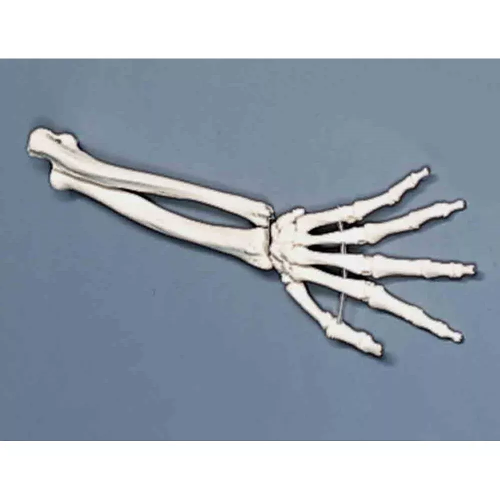Alimed Hand Anatomical Model Hand Model - 7583