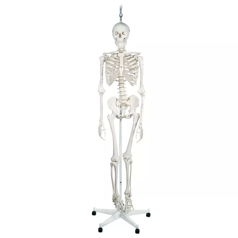 Feldenkrais Physiological Skeleton Physiological Skeleton - 70455