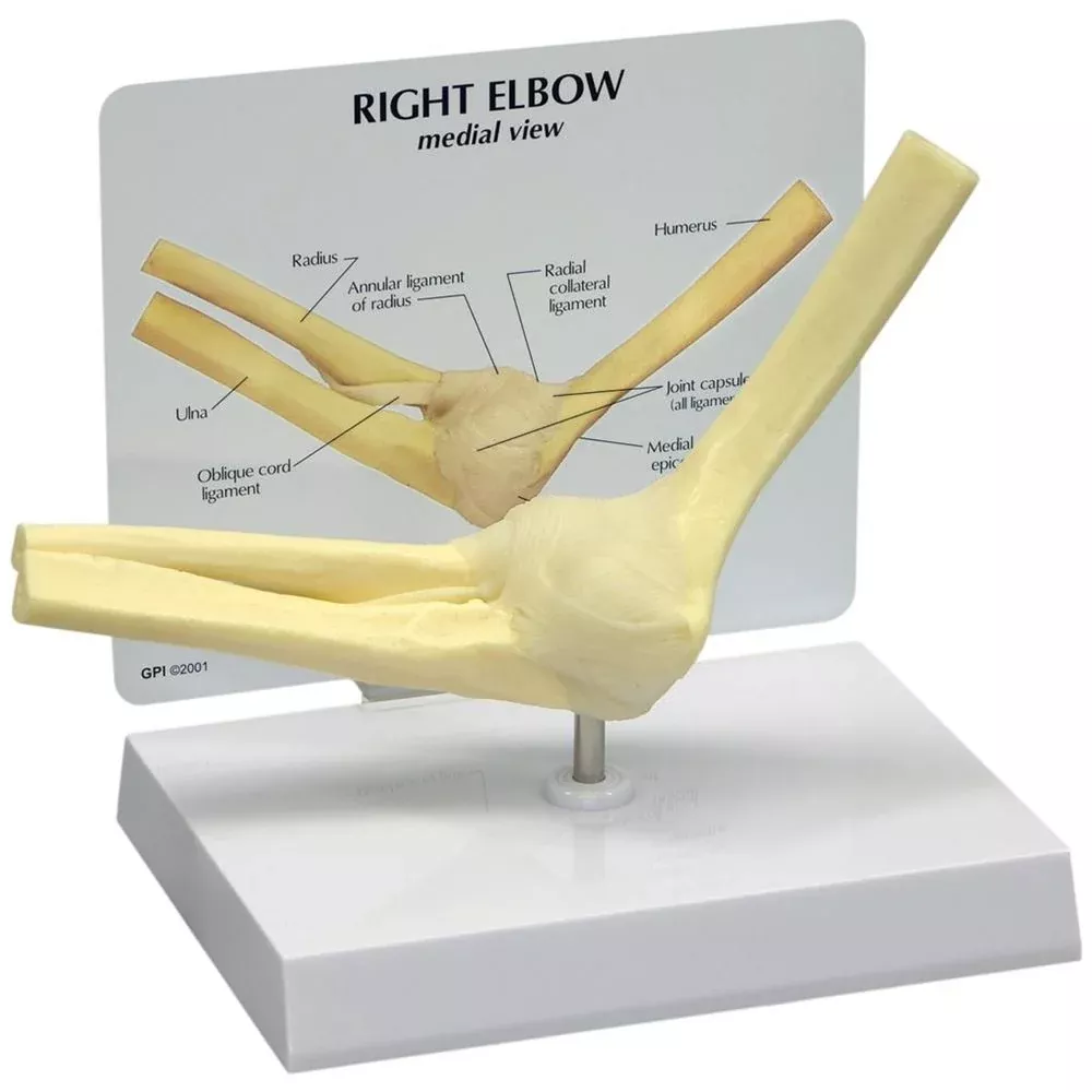 GPI Anatomicals Basic Elbow Model Basic Elbow Model - 70581