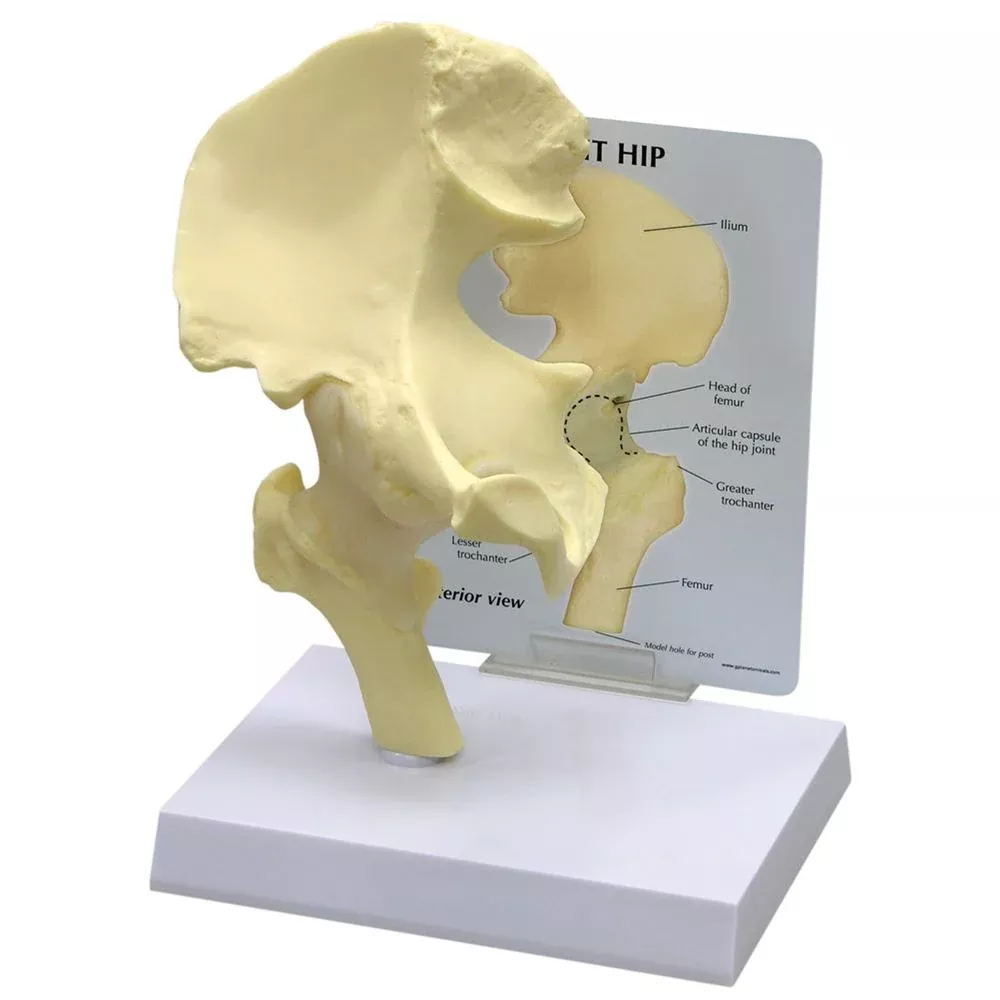 GPI Anatomicals Basic Hip Model Basic Hip Model - 70579