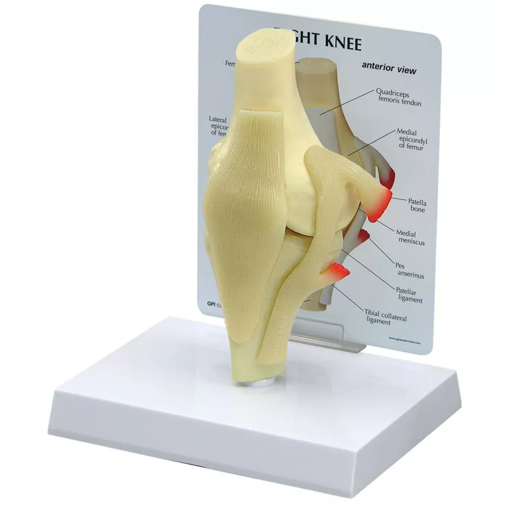 GPI Anatomicals Basic Knee Model Basic Knee Model - 70580