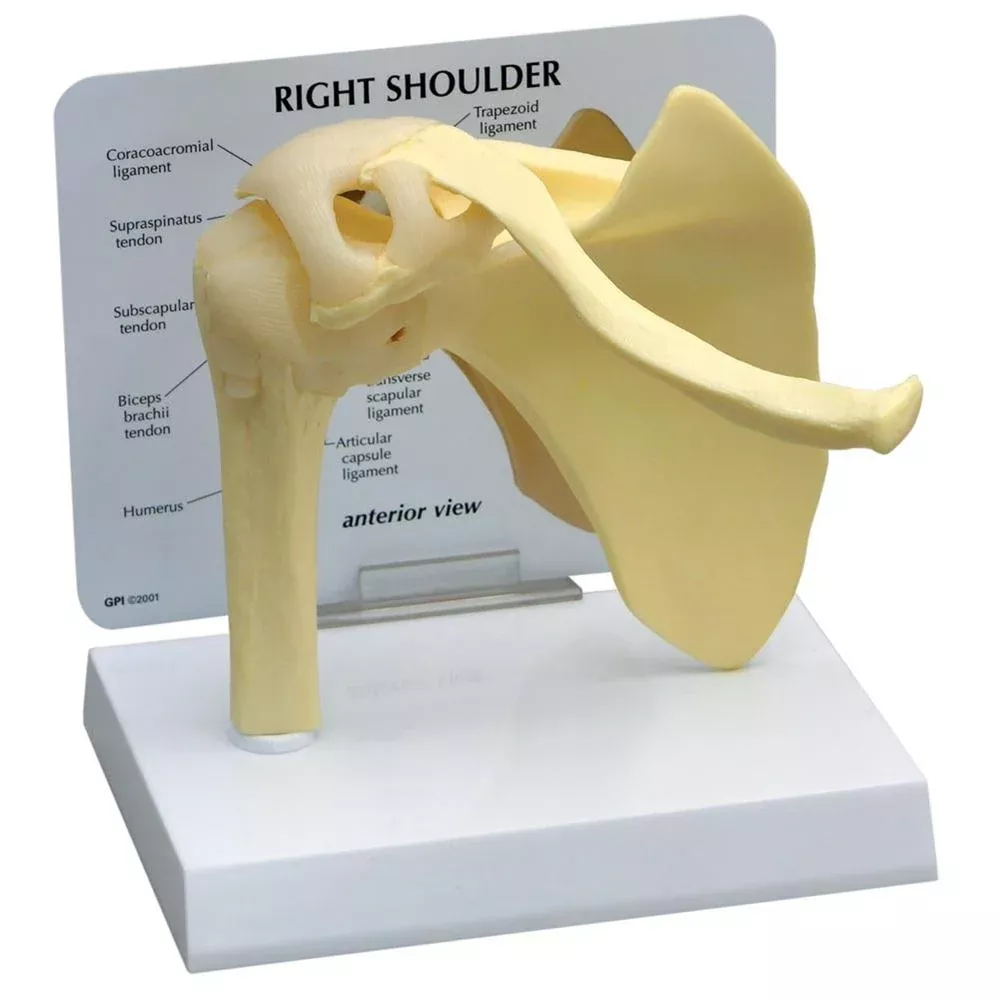 GPI Anatomicals Basic Shoulder Model Basic Shoulder Model - 70578
