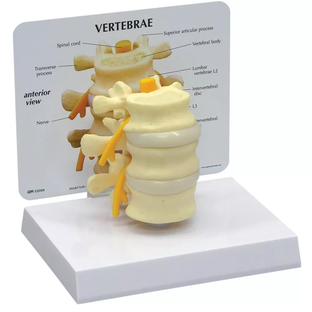 GPI Anatomicals Basic Vertebrae Model Basic Vertebrae Model - 70575