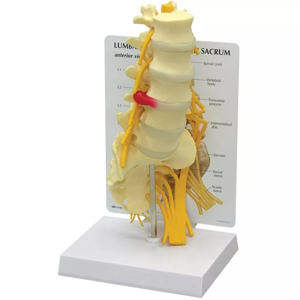 GPI Anatomicals Lumbar with Sacrum Model Lumbar w/Sacrum Model - 70811
