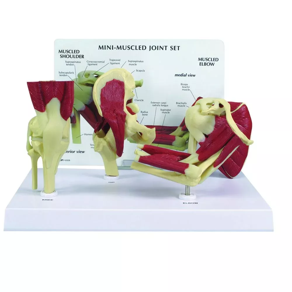 GPI Anatomicals Mini-Muscled Joint Set Mini-Muscled Joint Set Model - 711465