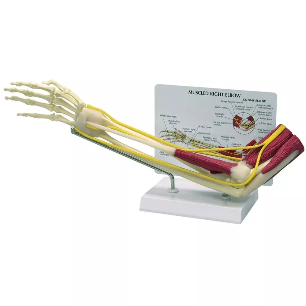 GPI Anatomicals Muscled Elbow Model Muscled Elbow Model - 70582