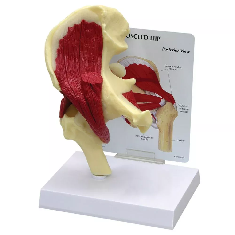 GPI Anatomicals Muscled Hip Model Muscled Hip Model - 70814