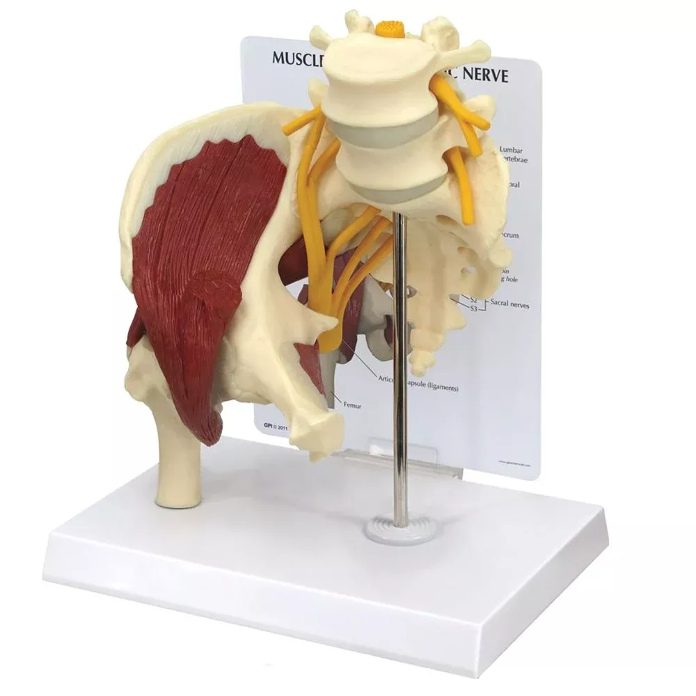 GPI Anatomicals Muscled Hip with Sciatic Nerve Model Muscled Hip with Sciatic Nerve Model - 712638