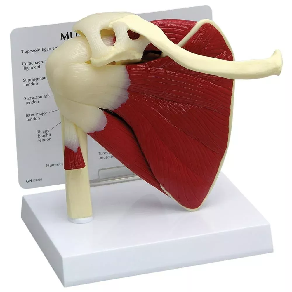 GPI Anatomicals Muscled Shoulder Model Muscled Shoulder Model - 70812